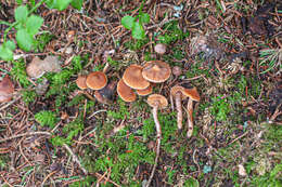 Image of Cortinarius acutovelatus Rob. Henry 1988