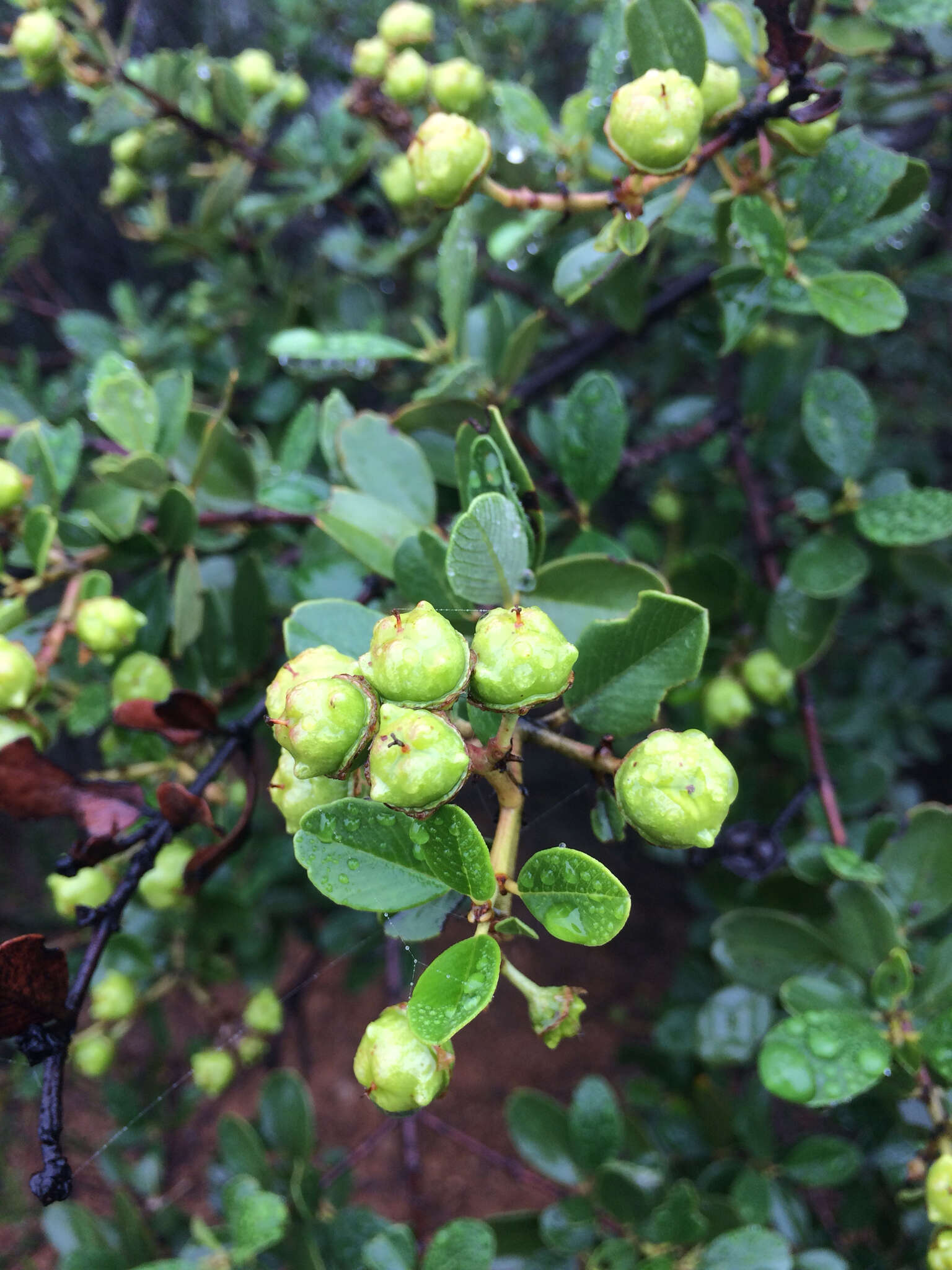 Image of island ceanothus