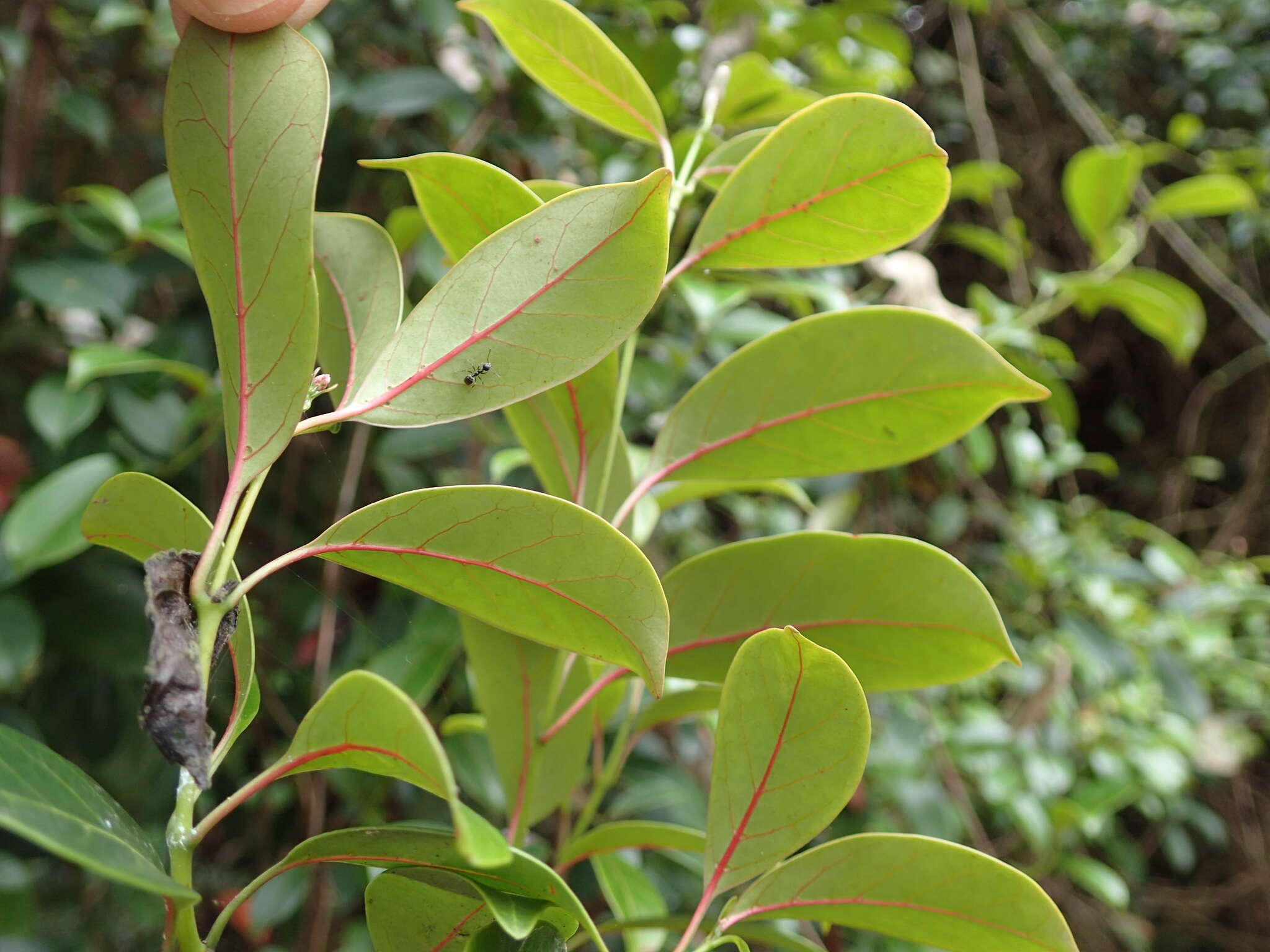 Image of Urceola rosea (Hook. & Arnott) D. J. Middleton