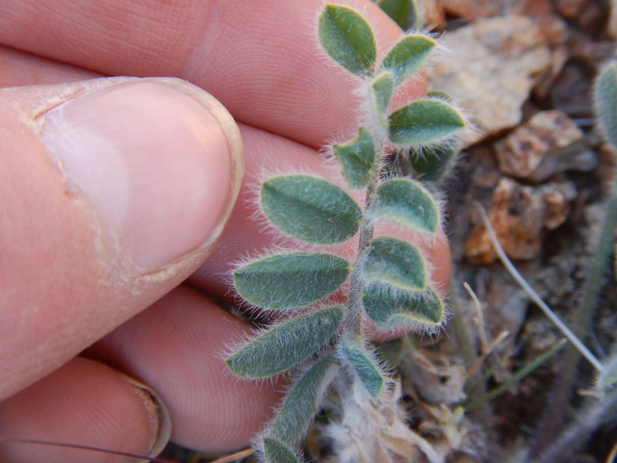 Imagem de Astragalus malacus A. Gray