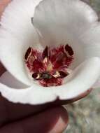 Calochortus simulans (Hoover) Munz resmi