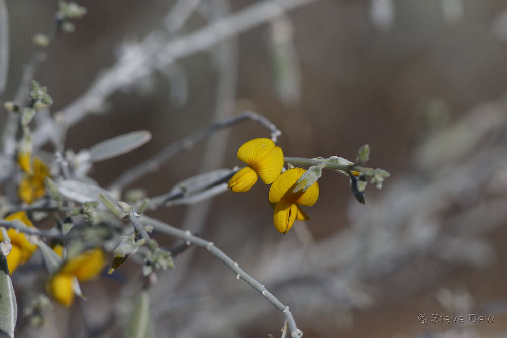 Imagem de Crotalaria eremaea F. Muell.