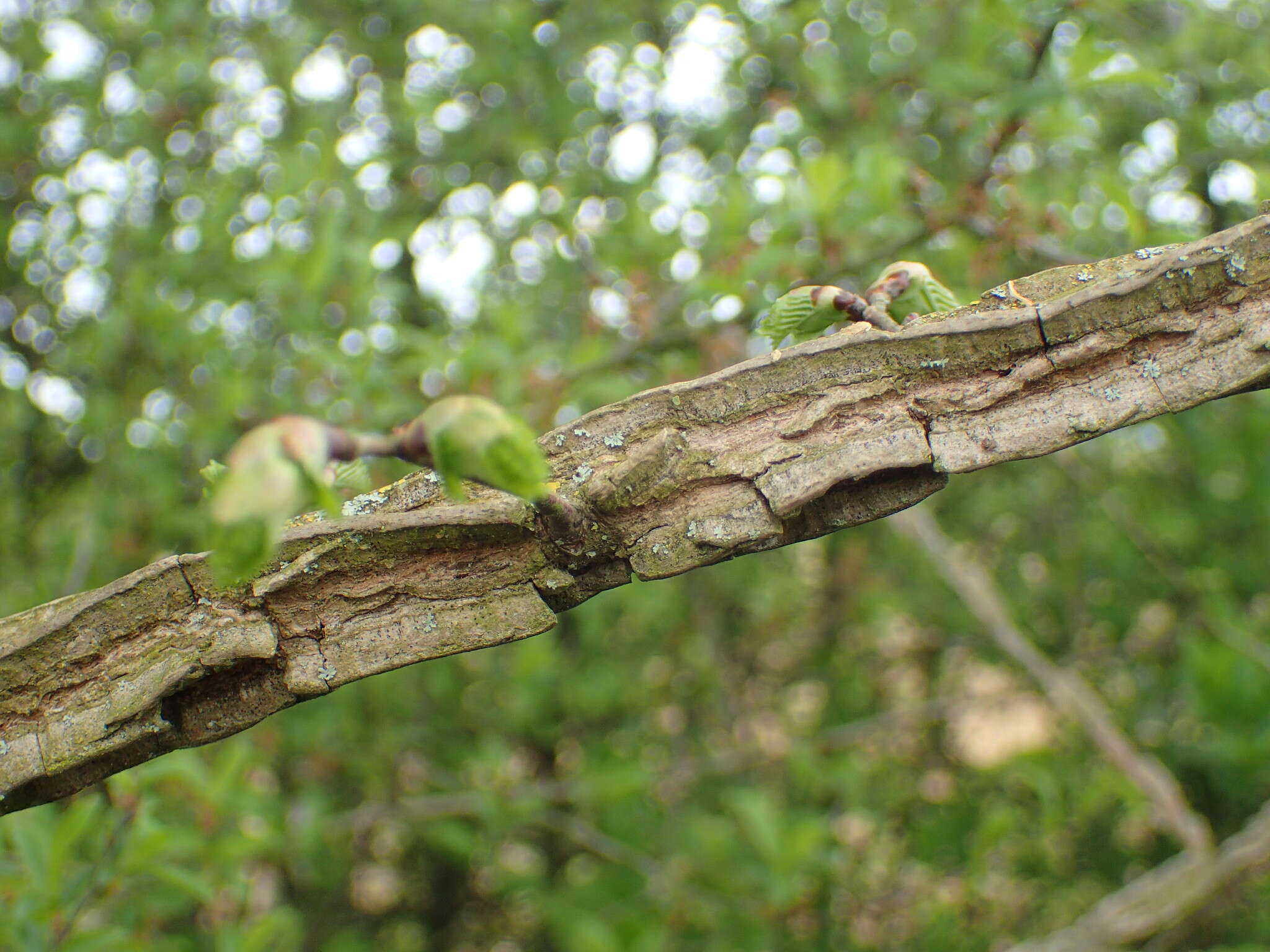 Image of Dutch elm disease