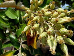 Image of Coastal silver oak