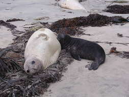 Image of South Atlantic Elephant-seal