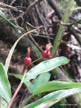 Image of Cautleya gracilis (Sm.) Dandy