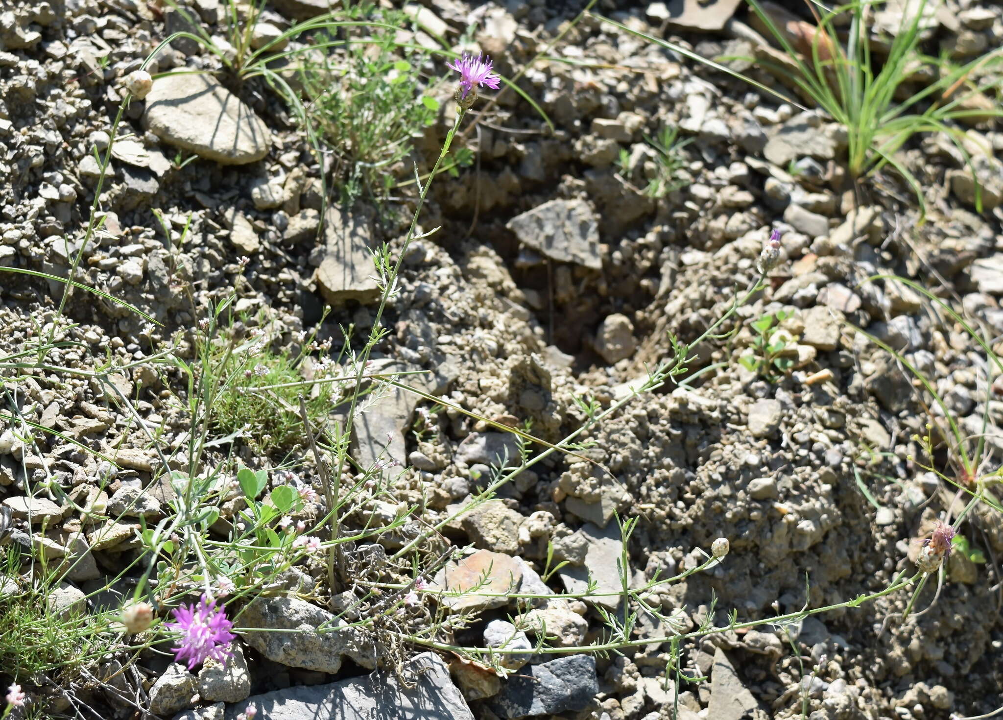 Image of Centaurea sarandinakiae Illarionova