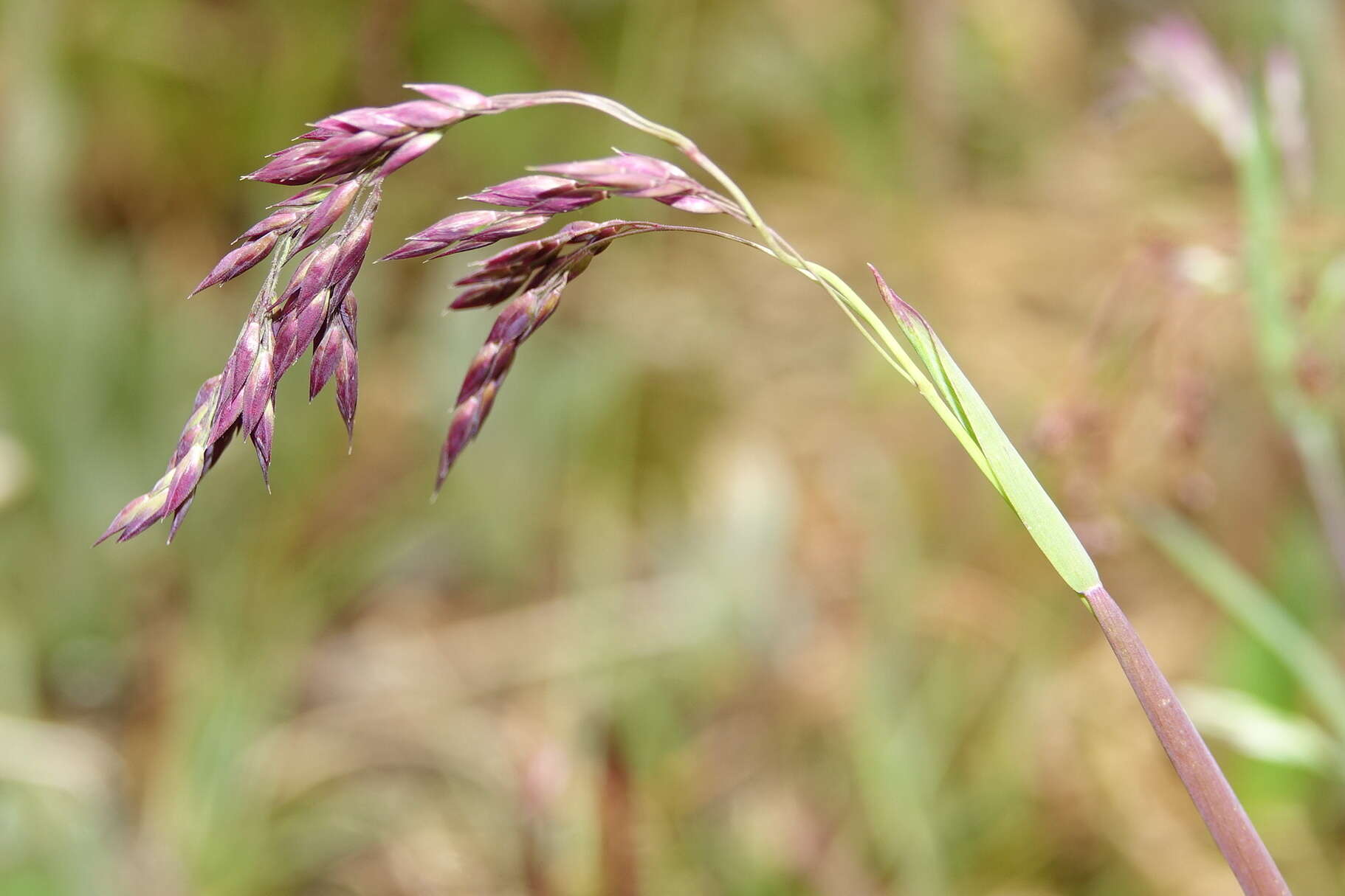 صورة Deschampsia atropurpurea (Wahlenb.) Scheele