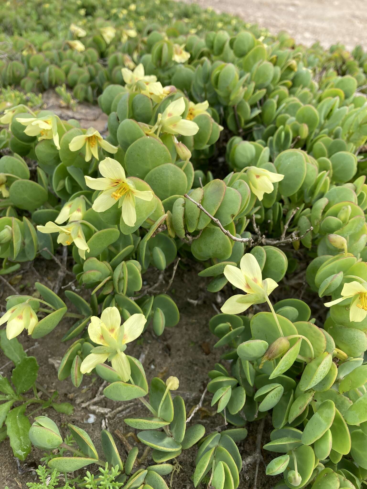 Image of Roepera cordifolia (L. fil.) Beier & Thulin