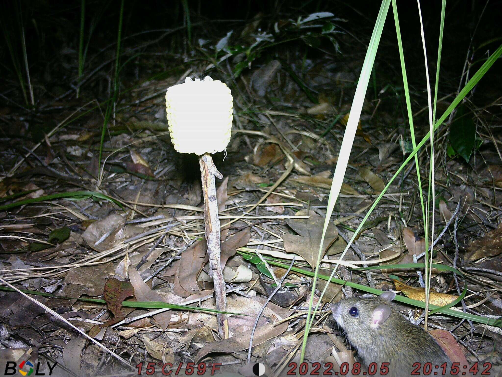 Image of Australian Pale Field Rat