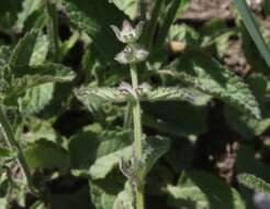 Слика од Stachys rigida subsp. quercetorum (A. Heller) Epling