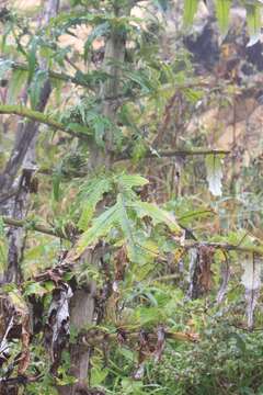 Imagem de Cirsium subcoriaceum (Less.) Sch. Bip. ex Seem.