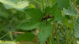 Image of Polistes snelleni de Saussure 1862