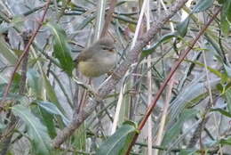 Image of Yellow-bellied Bush Warbler