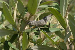 Image de Caméléon à deux bandes