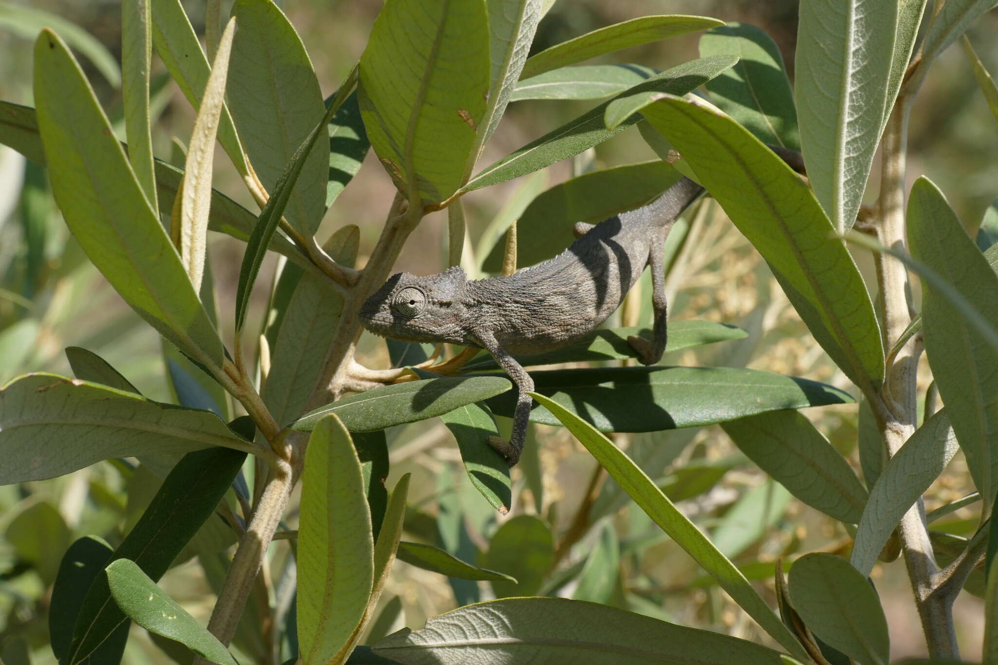 Image de Caméléon à deux bandes