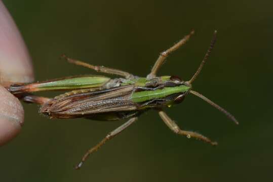 Image of Omocestus (Dreuxius) antigai (Bolívar & I. 1897)