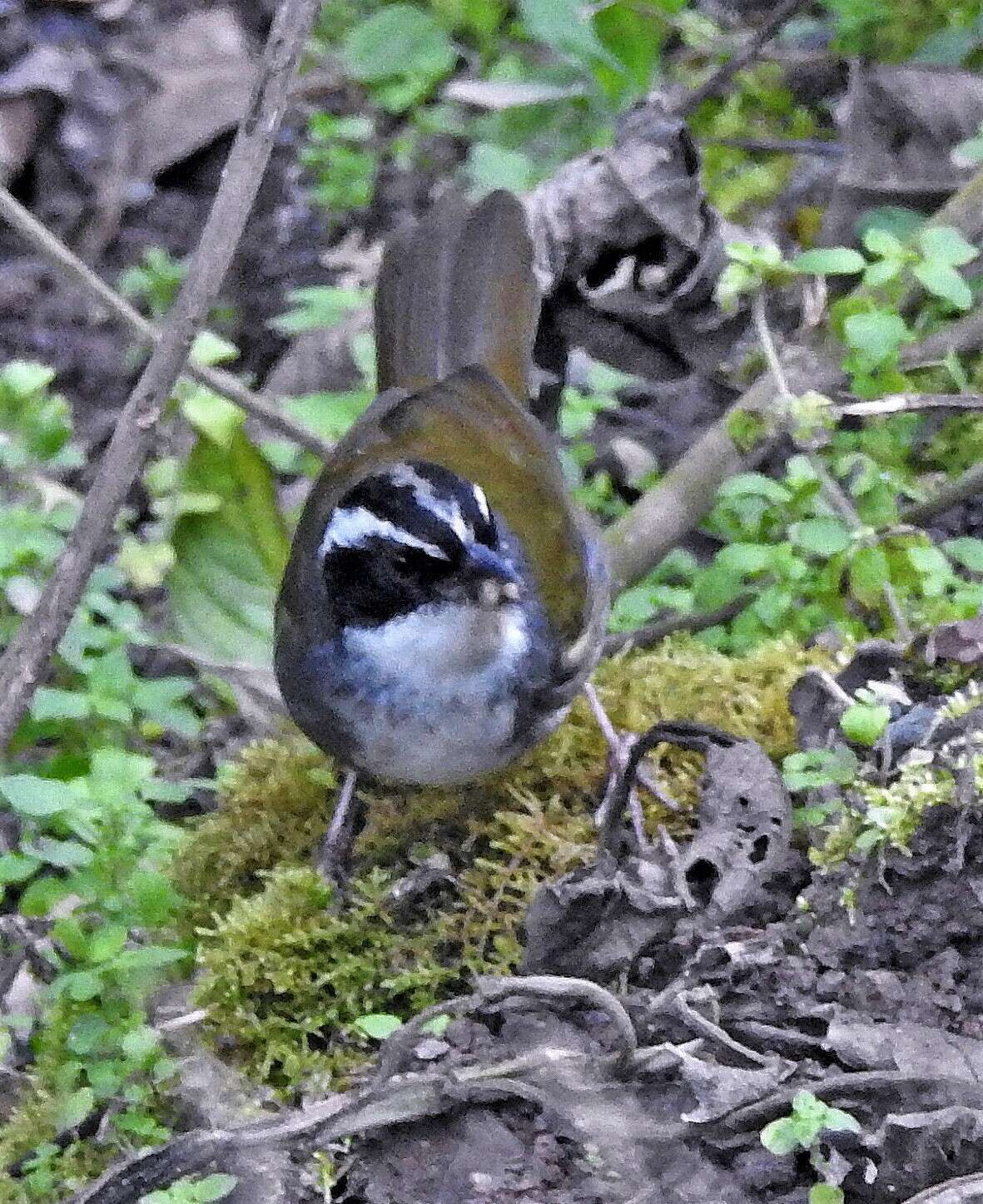 Image of Stripe-headed Brush Finch