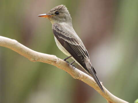 Contopus sordidulus peninsulae Brewster 1891 resmi