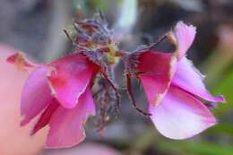 Image de Indigofera incana Thunb.