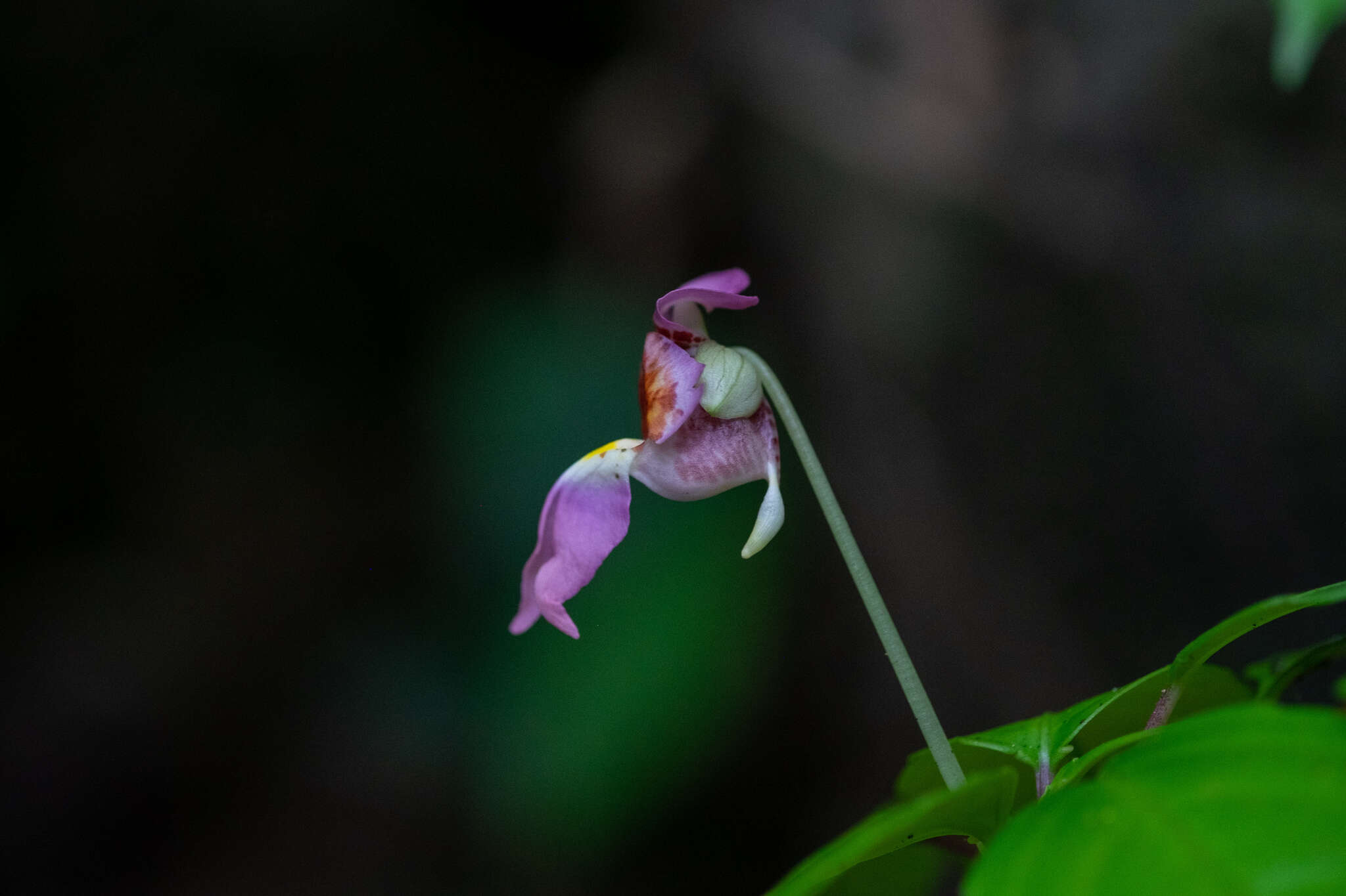 Imagem de Impatiens bonii Hook. fil.