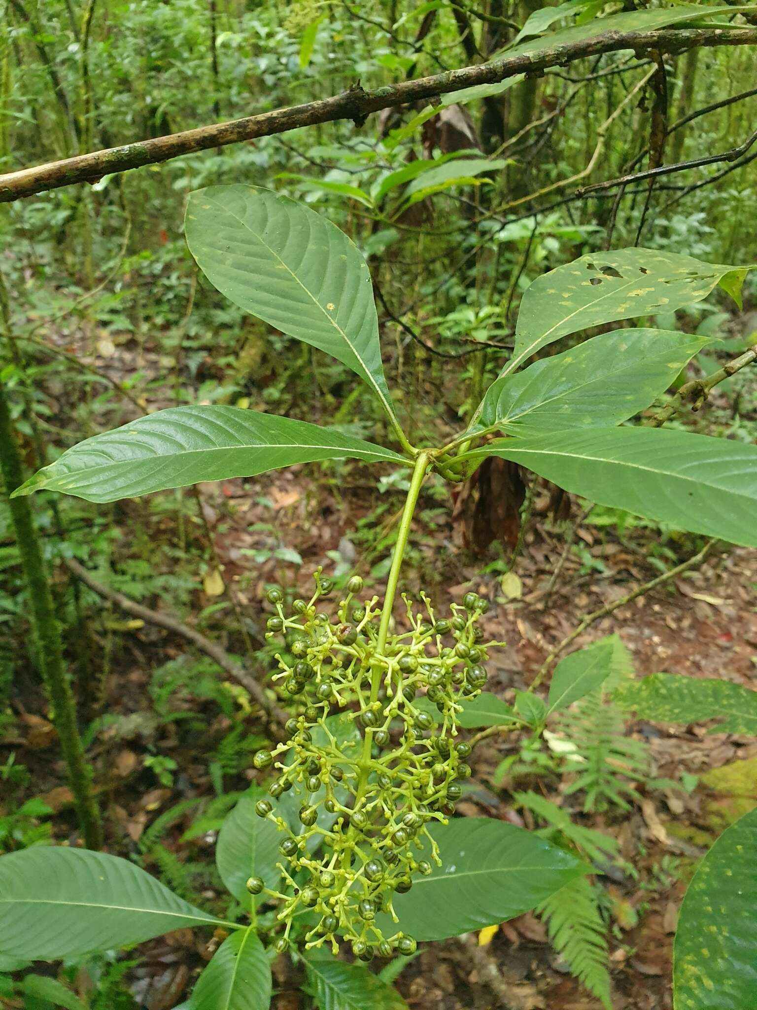 Image of Cachimbo-Grande