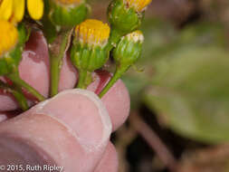 Image de Dendrophorbium usgorense (Cuatrec.) C. Jeffrey