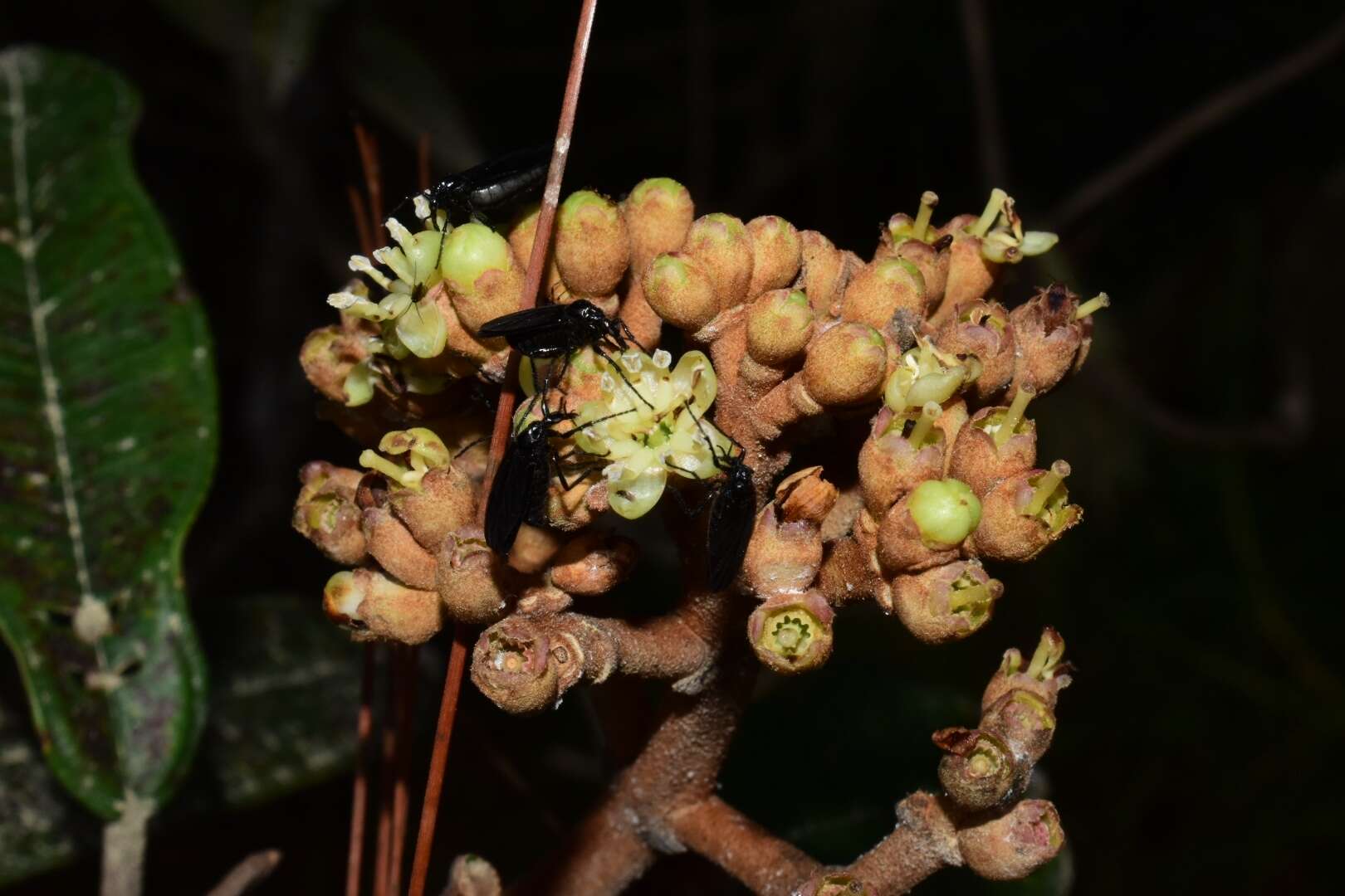 صورة Miconia lanceolata (Desr.) DC.