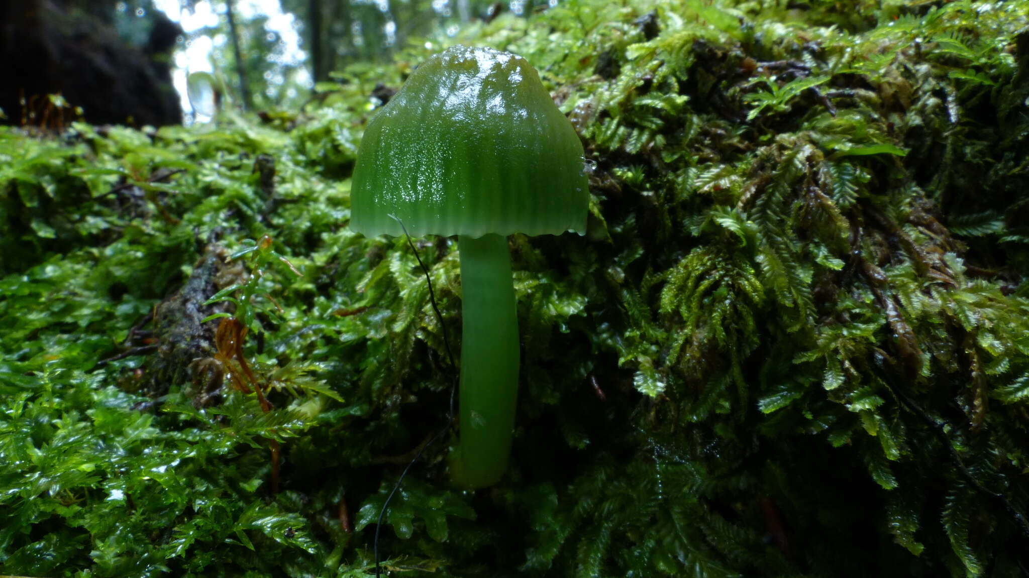 Image of Gliophorus viridis (G. Stev.) E. Horak 1971