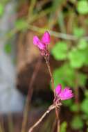 Image of Domingoa purpurea (Lindl.) Van den Berg & Soto Arenas