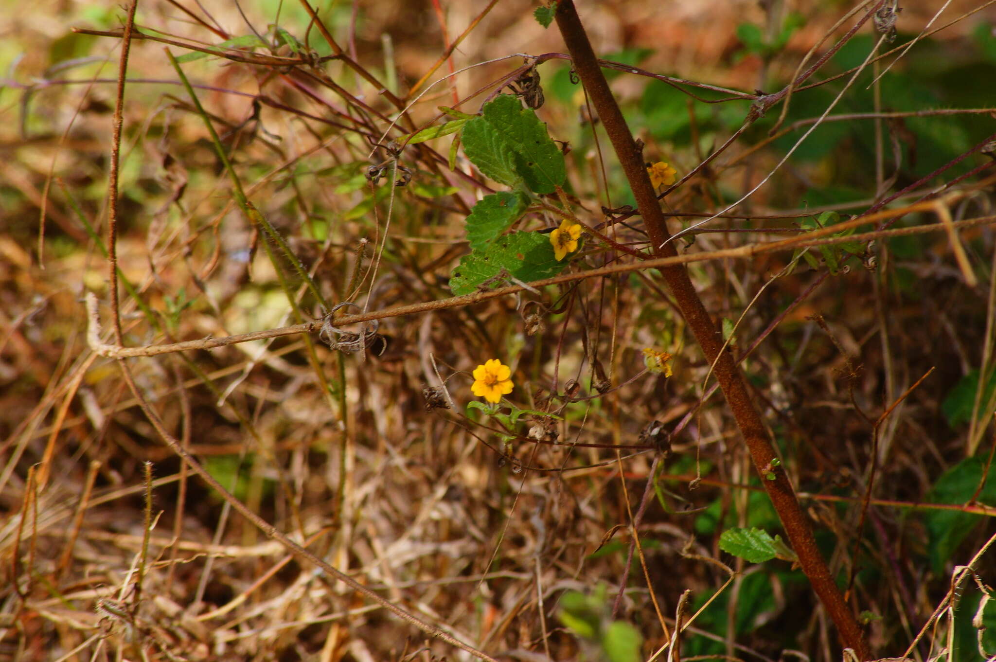 Image of Melampodium nutans Stuessy