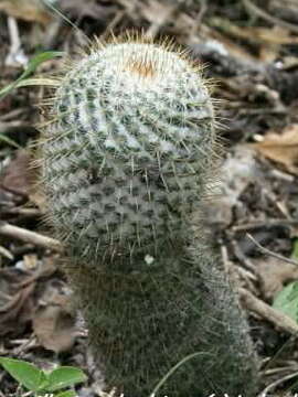 Image of Mammillaria columbiana subsp. yucatanensis (Britton & Rose) D. R. Hunt