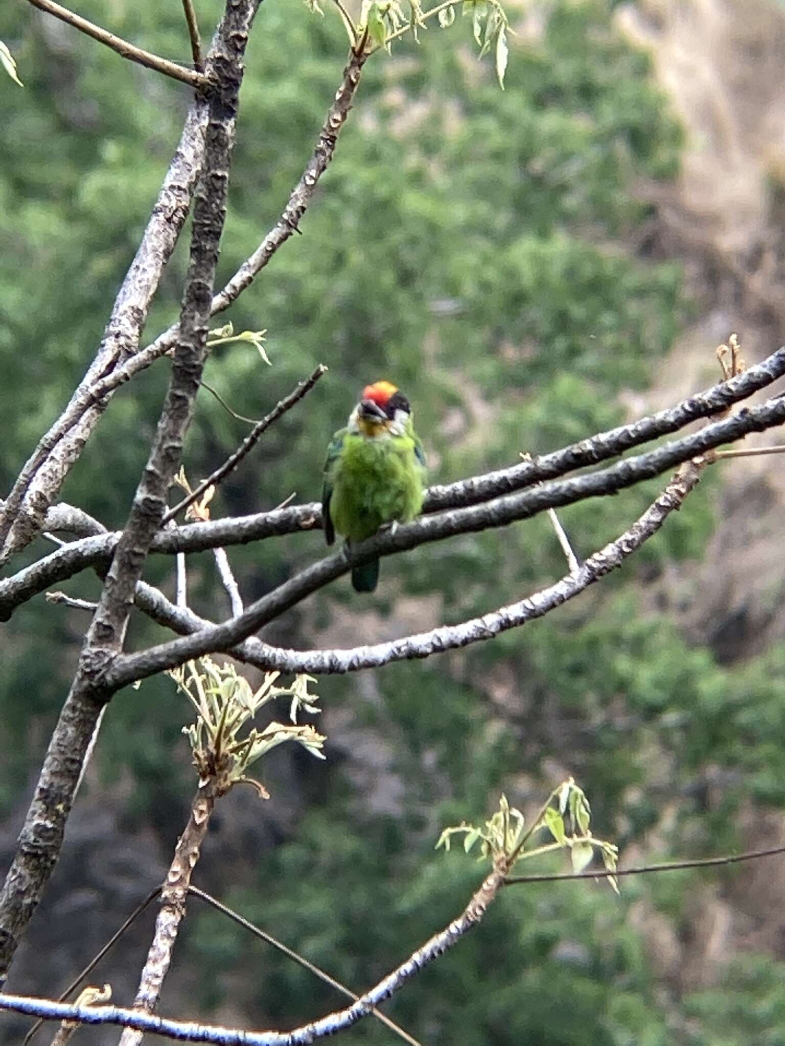 Image of Golden-throated Barbet