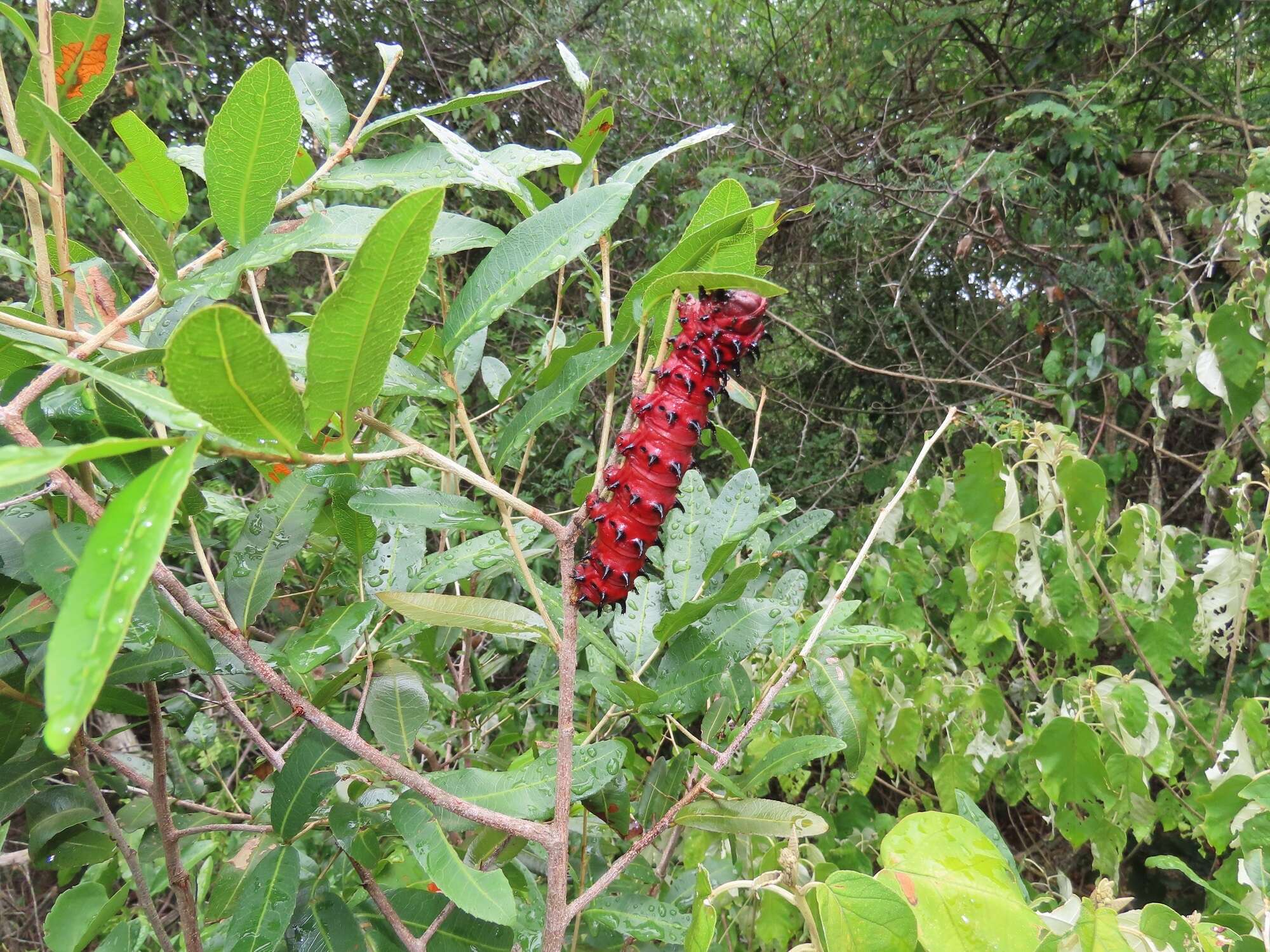 Image of Ochna natalitia (Meissn.) Walp.