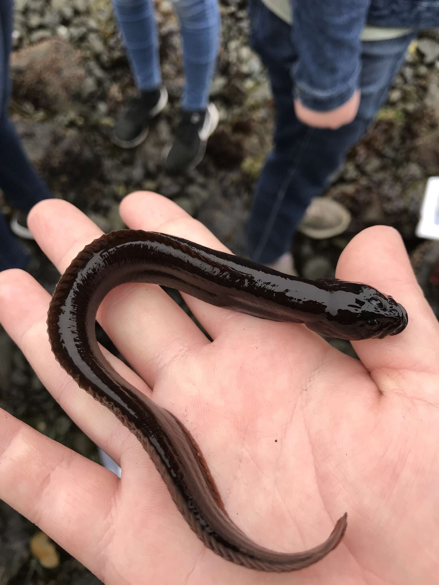 Image of Black blenny