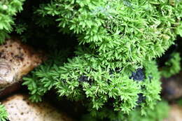 Image of Calymperastrum latifolium Stone 1986