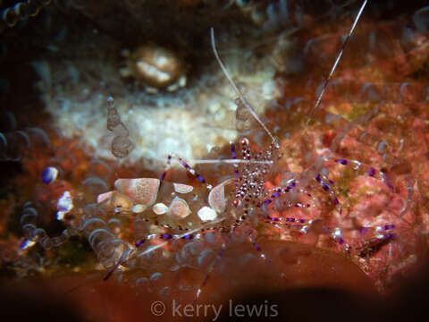 Image of Spotted cleaner shrimp