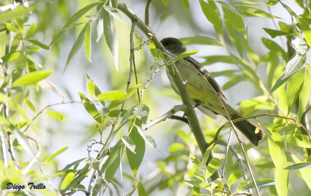 Image of Swainson's Flycatcher