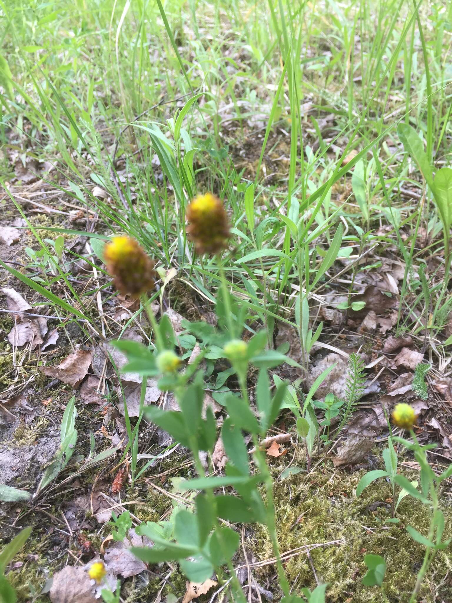 Image of brown moor clover