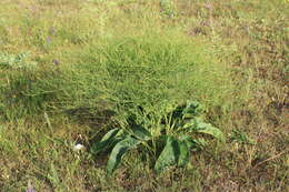 Imagem de Limonium gerberi A. Soldano