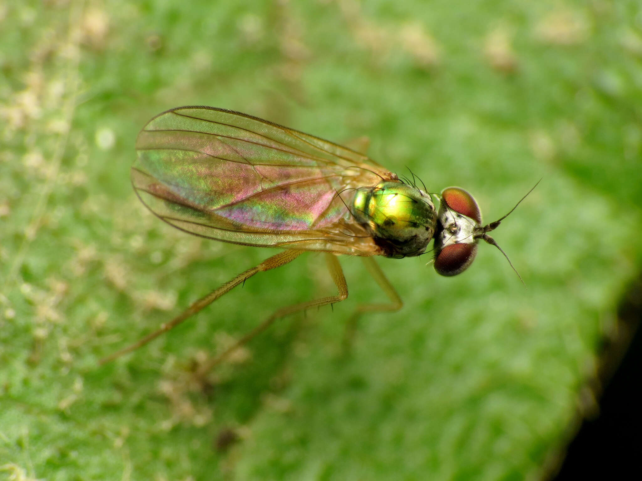 Image de Argyra flavipes Van Duzee 1925