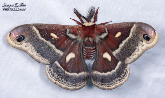 Image of Columbia Silkmoth