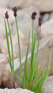 Image of Allium atrosanguineum var. atrosanguineum
