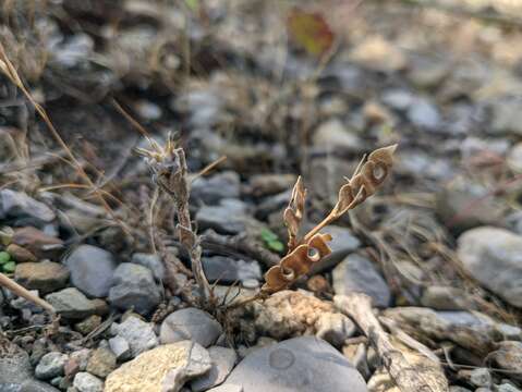 Image of Hippocrepis ciliata Willd.