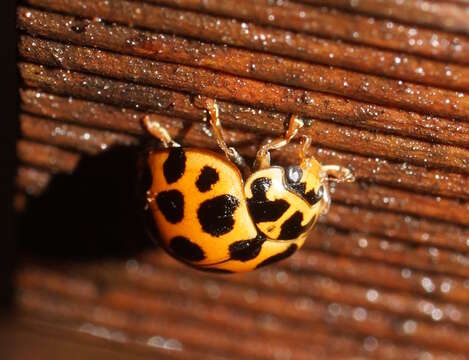 Слика од Harmonia conformis (Boisduval 1835)