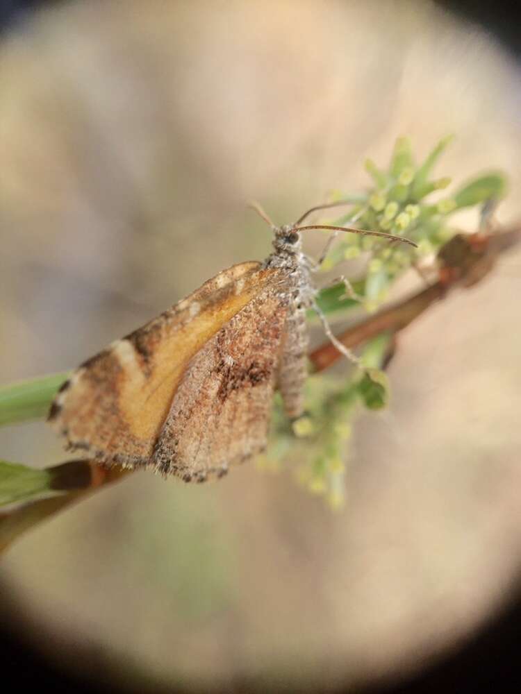 Image of Stamnodes topazata Strecker 1899