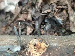 Image of Xylaria cinerea J. Fourn. & M. Stadler 2011