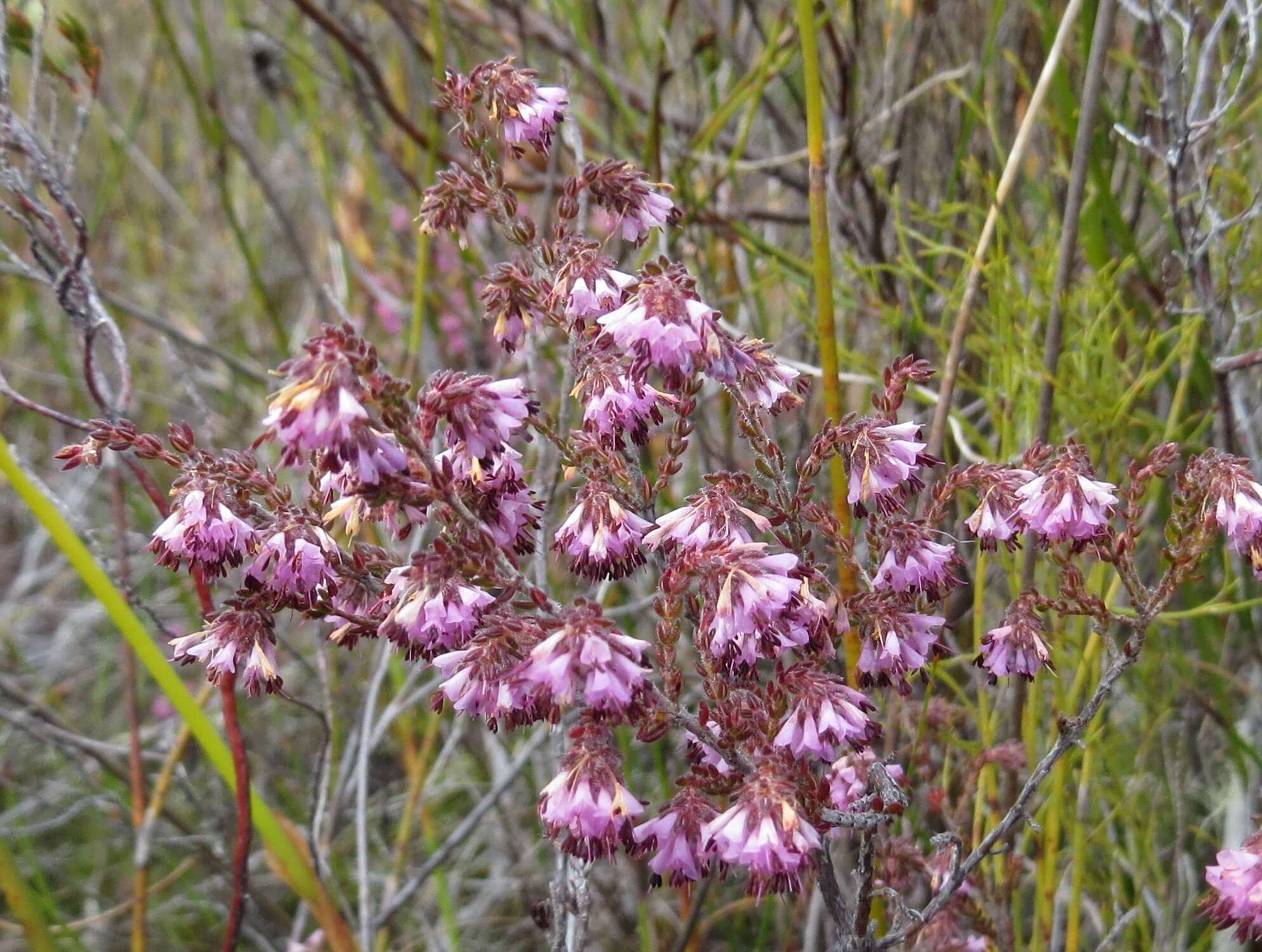 Image of Erica globiceps subsp. globiceps