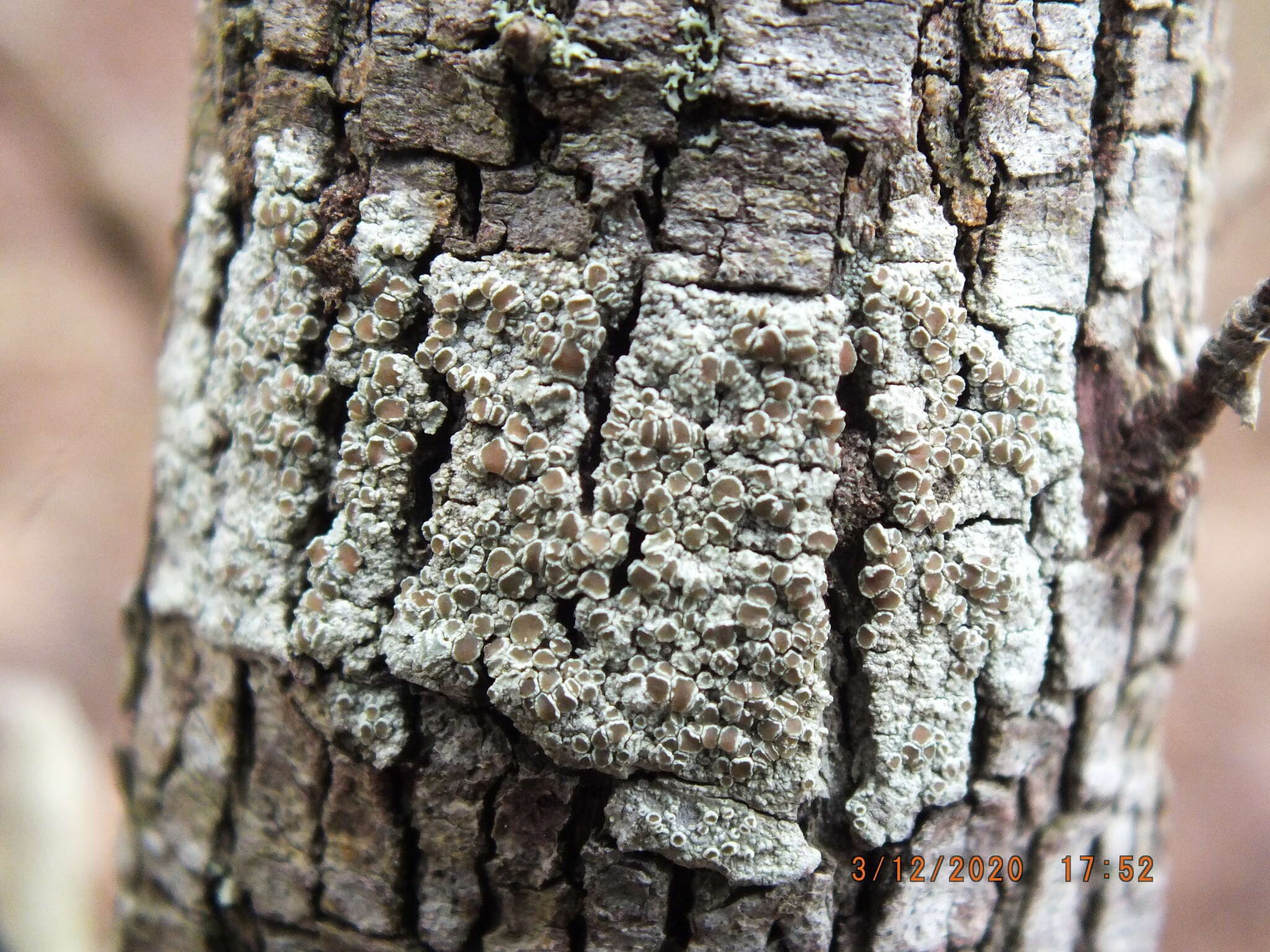 Image of Bumpy rim-lichen;   Rim lichen