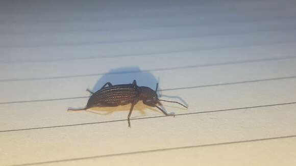 Image of Darkling beetle